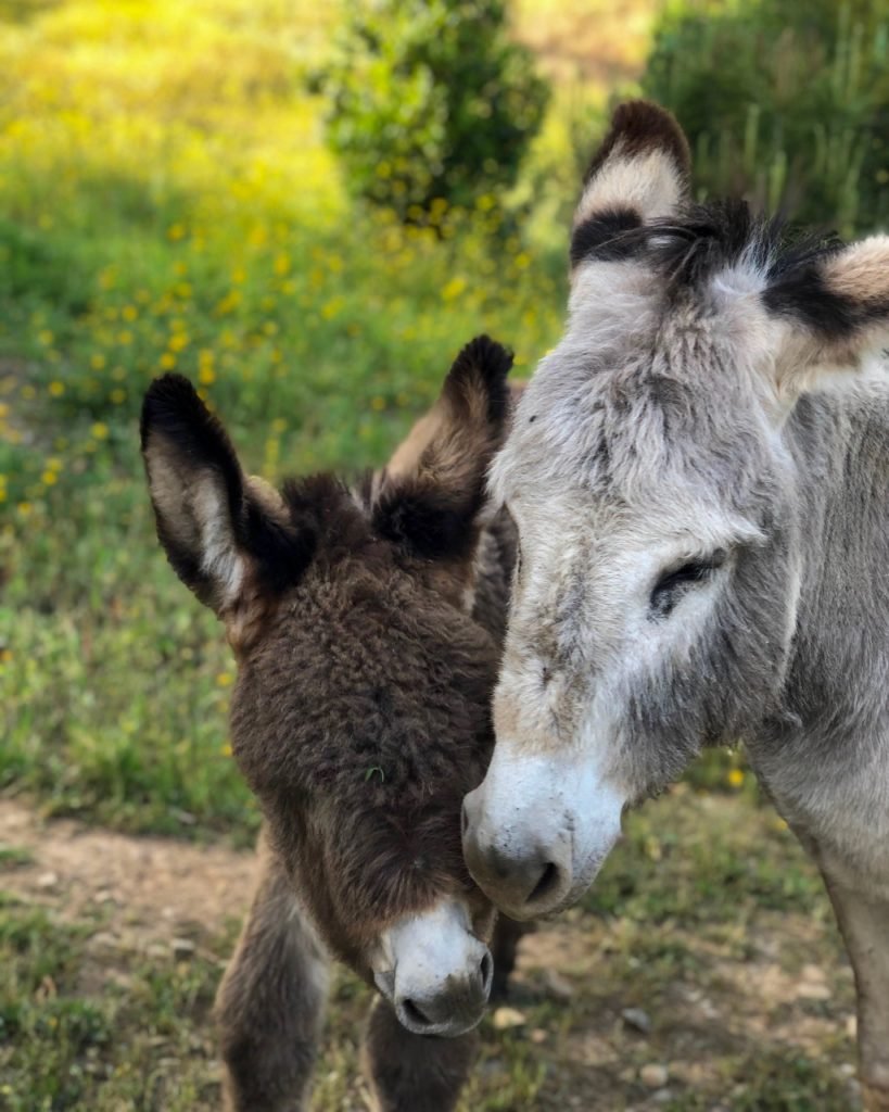 Donkeys, Moinho do Maneio, Penamacor, Portugal