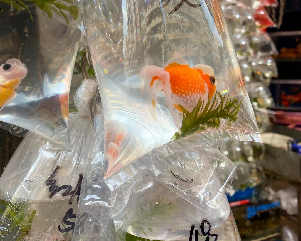 Goldfish Market