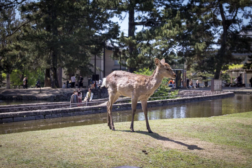 Deer in Nara, one of the must-visit places in Japan