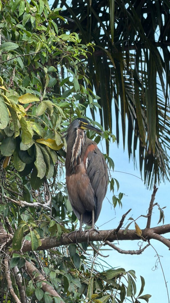 Village center - Where to stay in Tortuguero - Costa Rica