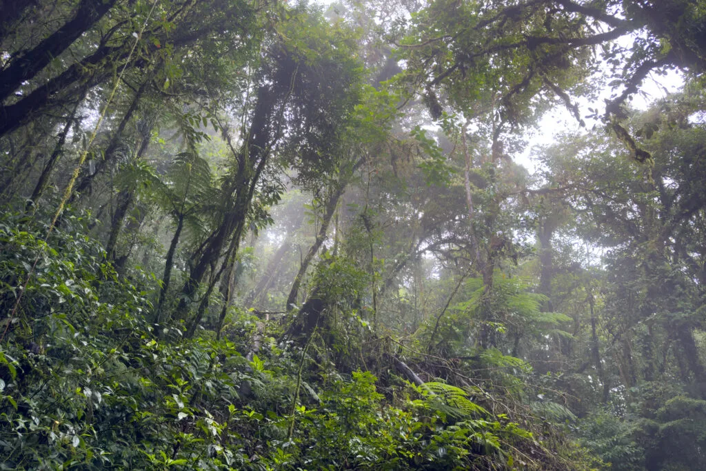 Costa Rica Itinerary - Monteverde Cloud Forest