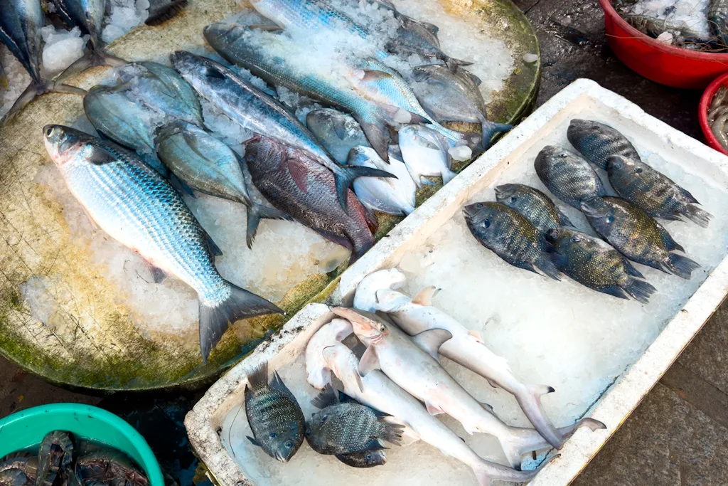 O que fazer em Kochi: Explorar a River Road
