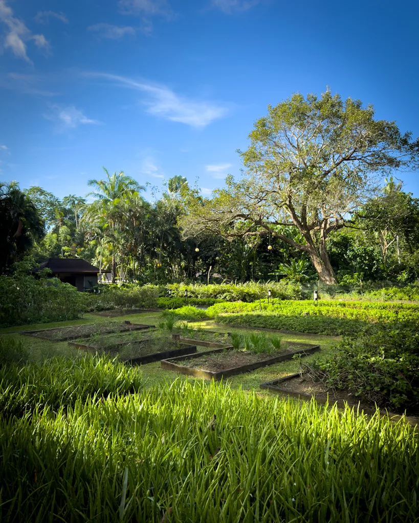 The Farm at San Benito - Herb Garden