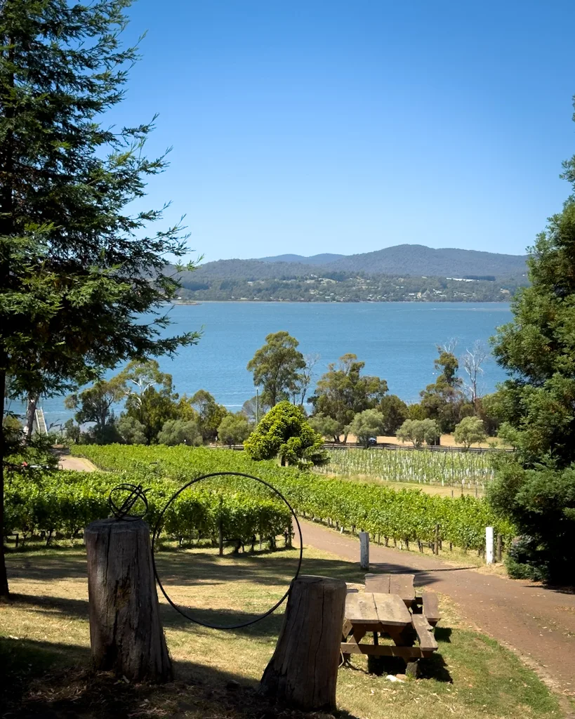 Marion’s Vineyard
