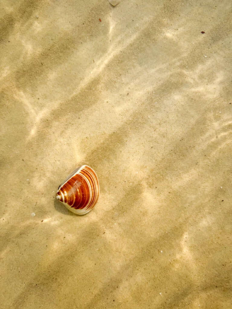 Bivalve in Koh Rong Sanloem