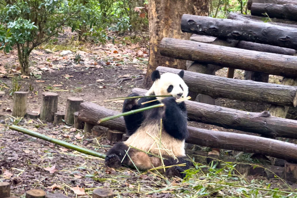 Chengdu Panda Base