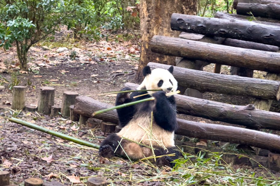 Chengdu Panda Base
