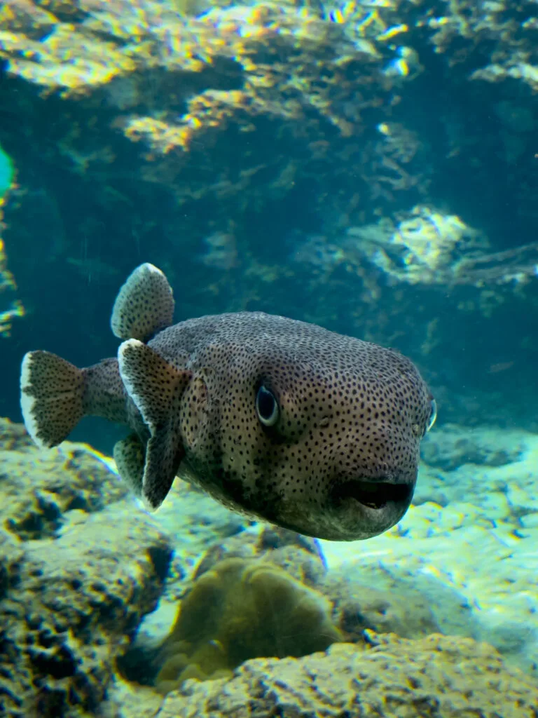 Churaumi Aquarium, Okinawa, Japan