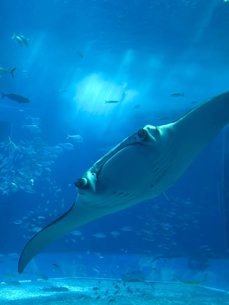 Okinawa Churaumi Aquarium, Japan