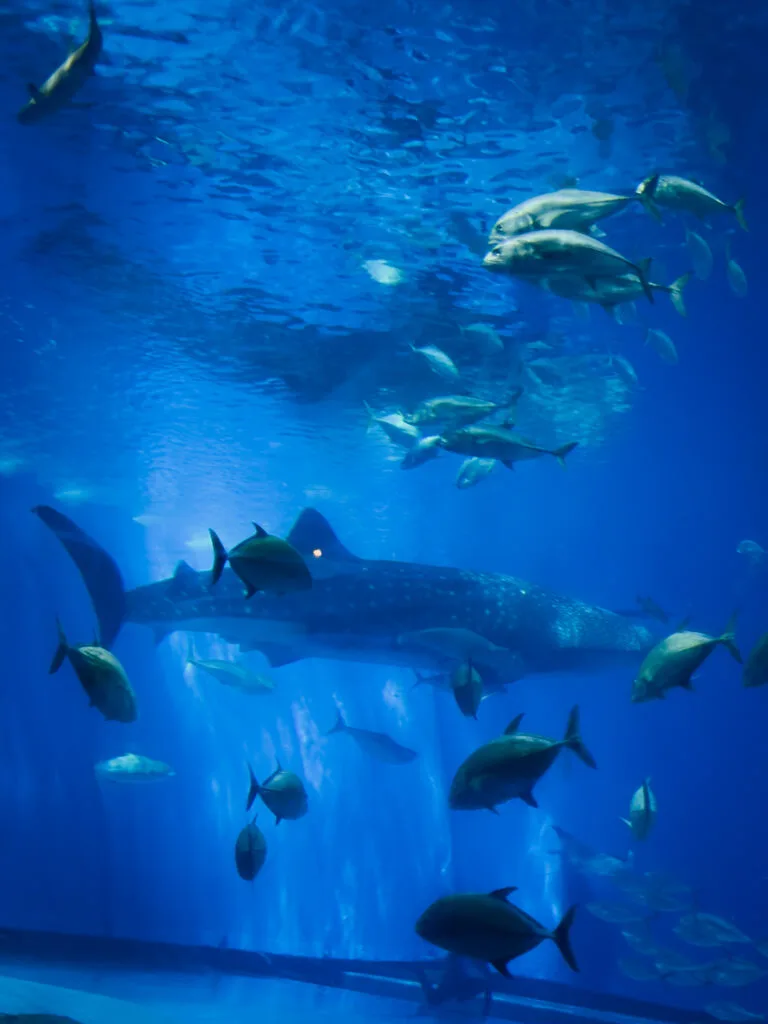 Okinawa Churaumi Aquarium, Japan