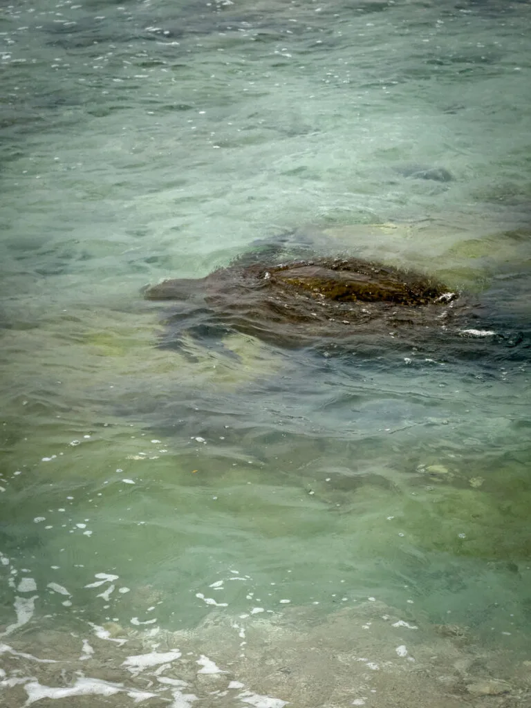 Sea Turtles - what to do in Xiaoliuqiu