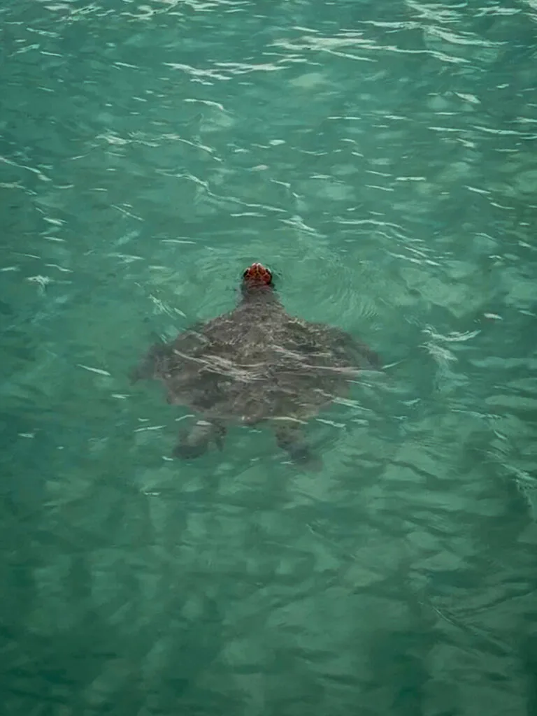 Sea Turtle