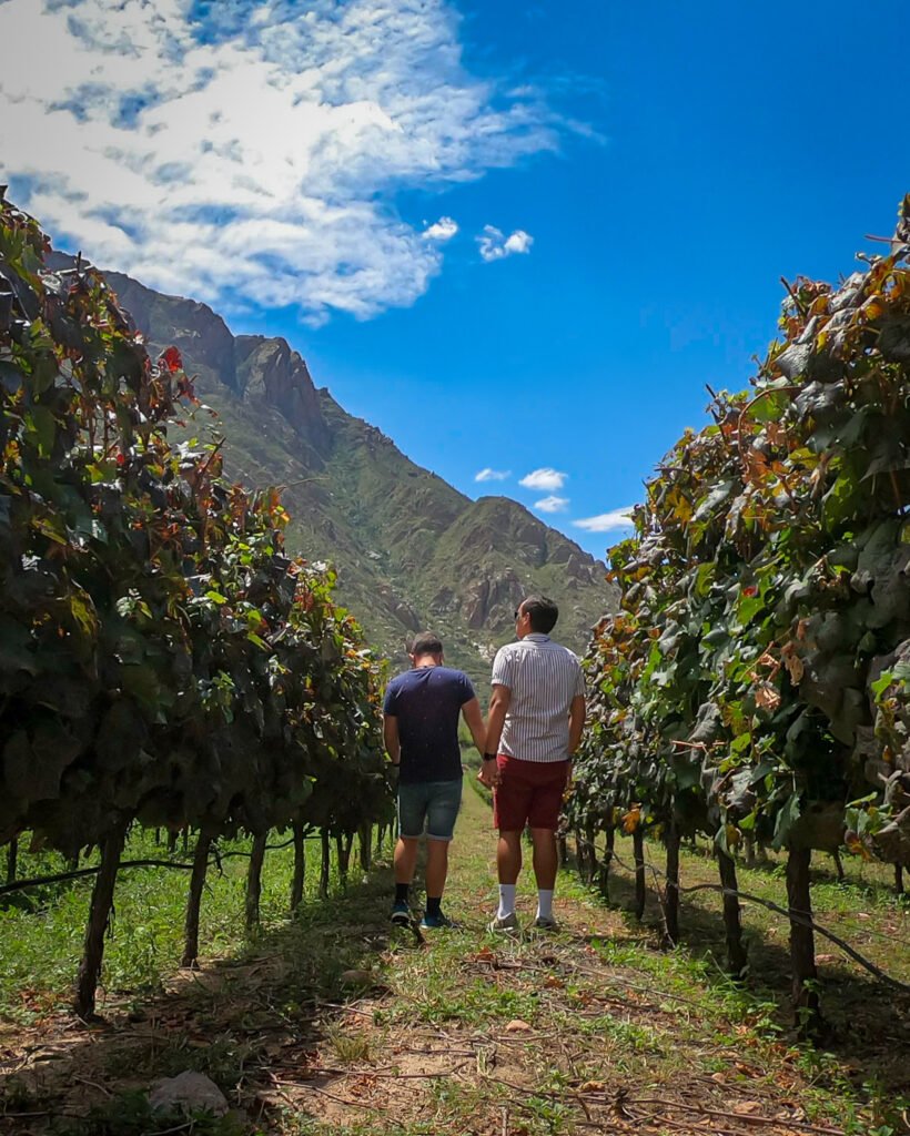 Vineyards of Cafayate, Argentina