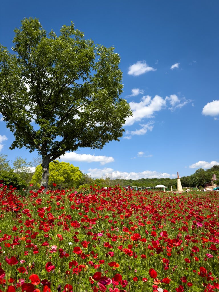 Poppy Field, Ghibli Park, Japan