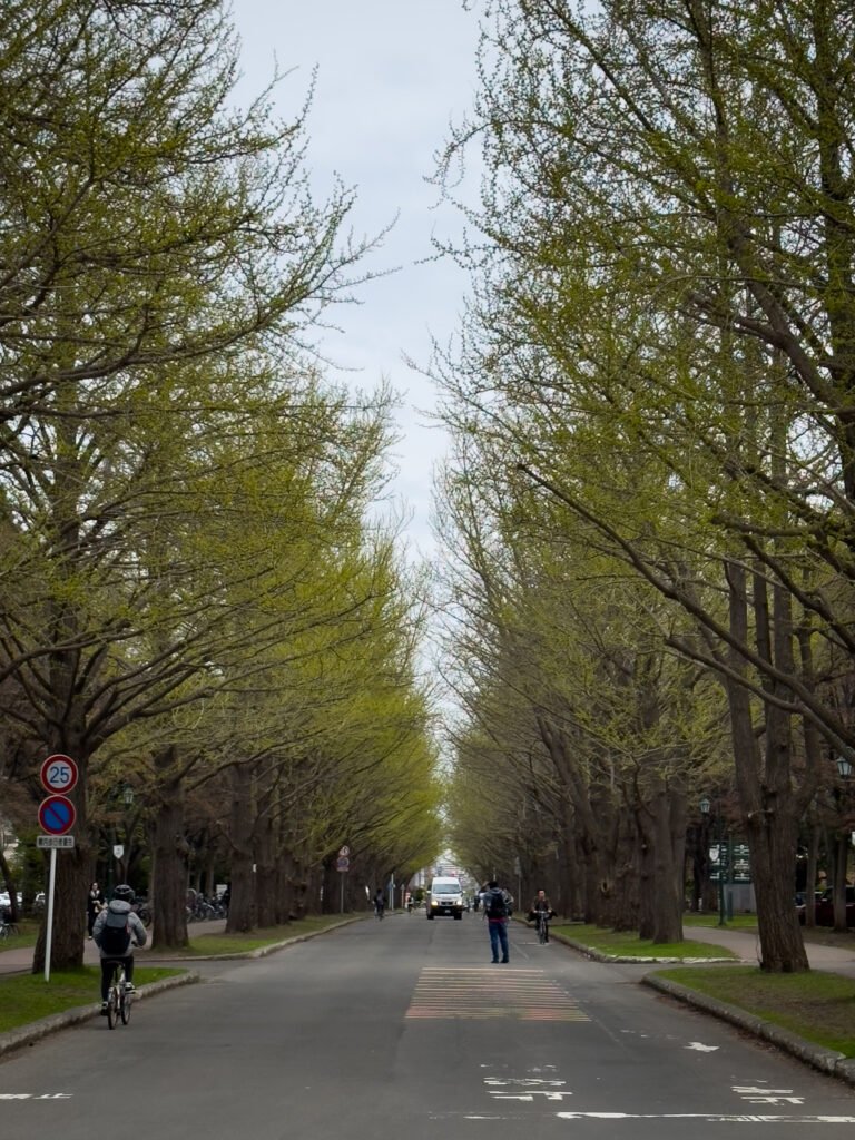 Hokkaido University Ginkgo Avenue, Sapporo, Japan