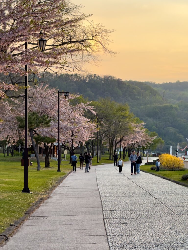 Cherry blossoms at Lake Toya, Hokkaido, Japan
