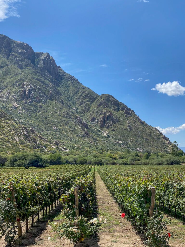 Vineyards and Cafayate, Roadtrip in Argentina