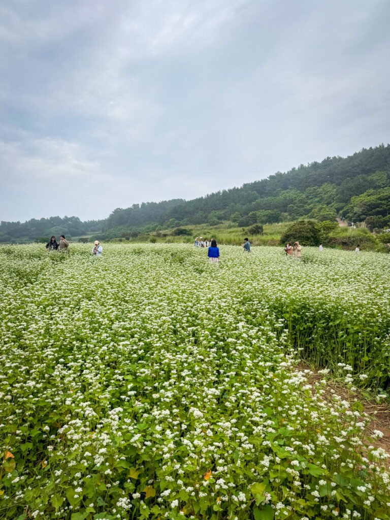 Hamdeok, Jeju, Coreia do Sul
